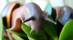 Decât hrănirea melcilor ahain